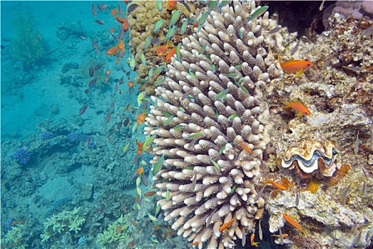 珊瑚礁,异域风情,鱼,绿色,水下