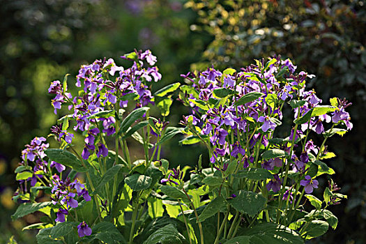 诸葛菜,菜子花