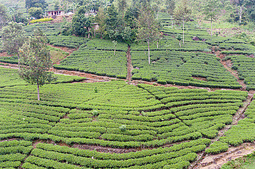 茶园,茶,植物,排,山茶,海鳗,不动产,靠近,水库,奴娃拉伊利雅,斯里兰卡,亚洲