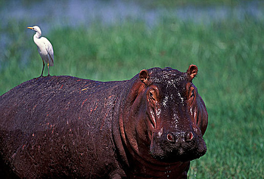 非洲,肯尼亚,安波塞利国家公园,河马,牛背鹭