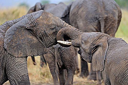 幼小,非洲,大象,测试,力量,马赛马拉,肯尼亚,东非