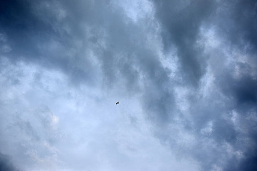 搏击风雨