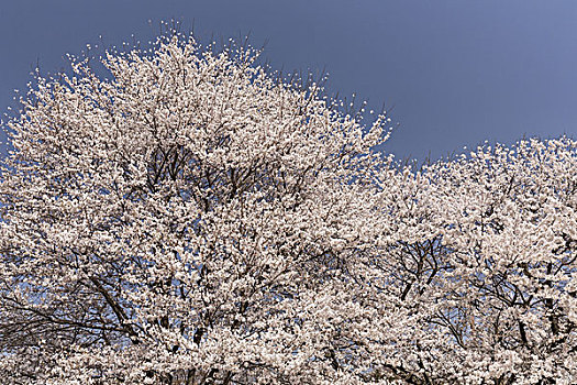 樱花,蓝天,日本