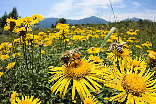 蜜蜂,意大利蜂,一对,黄花,上巴伐利亚,德国