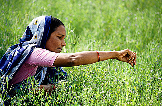 新,农业,农民,农场,孟加拉,2001年