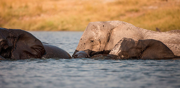 牧群,大象,非洲象,站立,水中,湿,皮,看别处,小象,淹没
