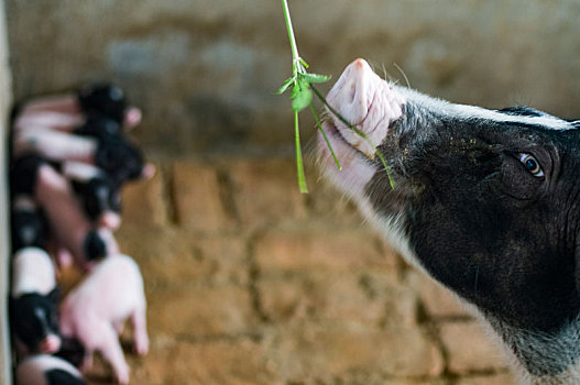 巴马特产巴马香猪的养殖之母猪吃草
