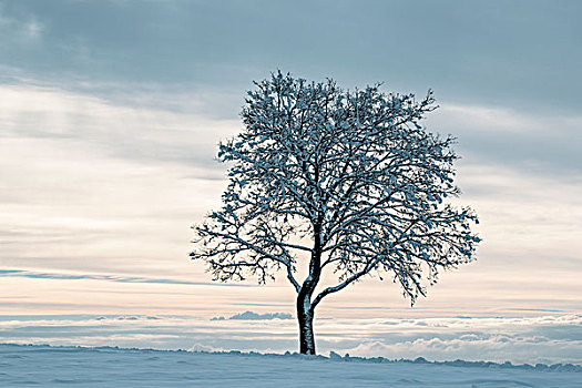 秃树,冬天,巴登符腾堡,德国,欧洲