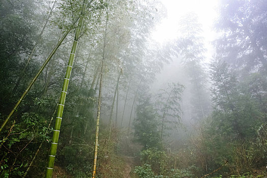 湿,竹子,雾气,雨林,区域