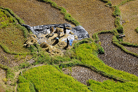 农民,收获,稻米,山谷,地区,不丹,亚洲