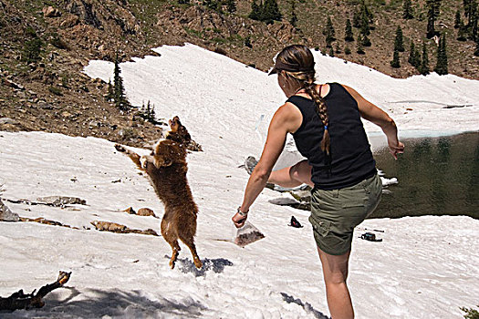 狗,跳跃,雪地,山峦,加利福尼亚