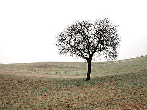孤树,奥弗涅,法国,欧洲