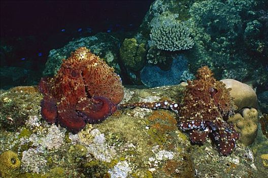 礁石,章鱼,霞水母章鱼,巴厘岛,印度尼西亚