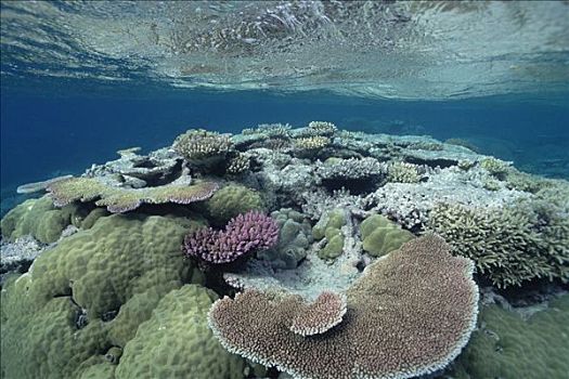 大堡礁,靠近,港口,昆士兰,澳大利亚