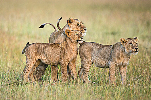 肯尼亚,马赛马拉,雌狮,两个,幼兽,马赛马拉国家保护区