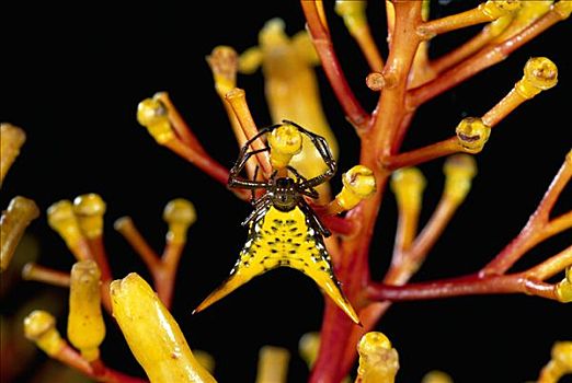 蜘蛛,保护色,植物,蒙特维多云雾森林自然保护区,哥斯达黎加