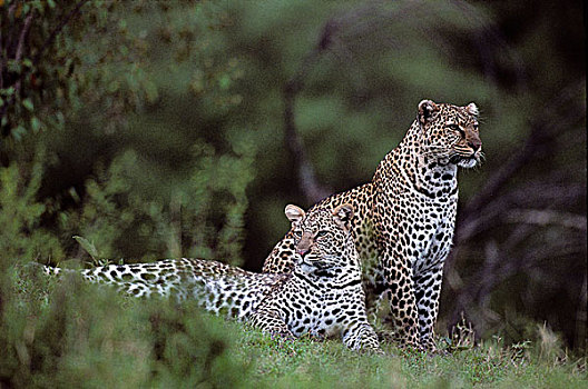 肯尼亚,马塞马拉野生动物保护区,成年,女性,豹,雄性,幼兽,休息,河,黄昏