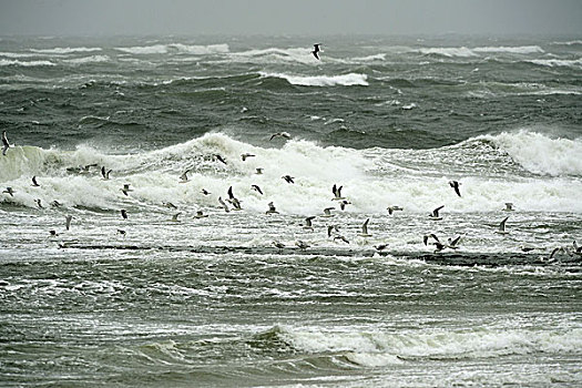 海鸥,上方,风暴,北海,特塞尔,西弗里西亚群岛,省,北荷兰,荷兰,欧洲