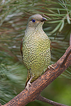 绸缎,园丁鸟,缎子园丁鸟,雌性,国家公园,昆士兰,澳大利亚