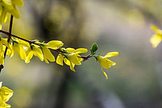 迎春花卉