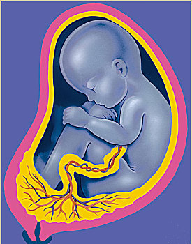 胎儿,子宫