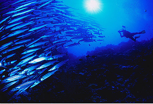水下视角,潜水,鱼群,梭鱼,西巴丹岛,沙巴,马来西亚