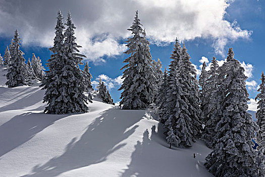 冬季风景,萨尔茨卡莫古特,上奥地利州,奥地利,欧洲