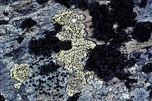黑色,苔藓,石头,特写,冰岛,欧洲