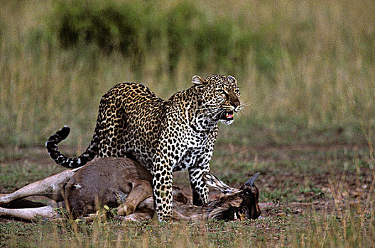 非洲,肯尼亚,马塞马拉野生动物保护区,成年,女性,豹,站立,高处,角马,杀,高草