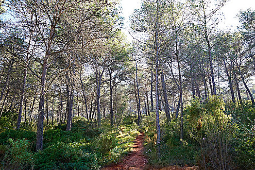 山,瓦伦西亚,松树,树林,西班牙