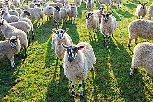 绵羊,地点,科茨沃尔德,西南部,英格兰