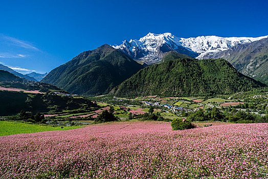 农业,风景,积雪,山,安纳普尔纳峰,粉色,荞麦,地点,开花,山谷,地区,尼泊尔,亚洲