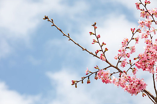 春暖花开樱花背景图