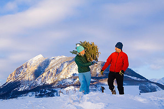 伴侣,圣诞树,家,科罗拉多,落基山脉,冬天