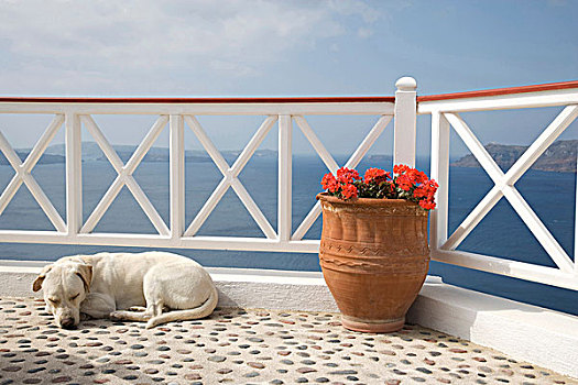 狗,睡觉,露台,海景,锡拉岛,基克拉迪群岛,希腊
