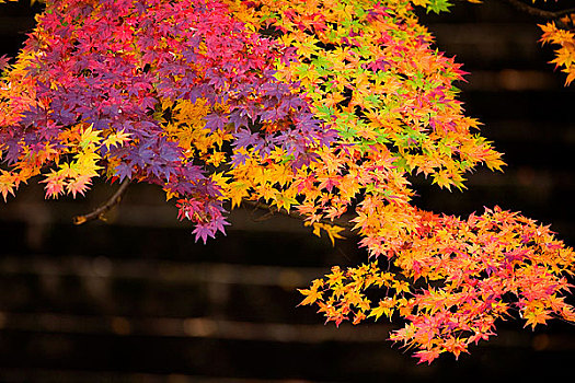 秋天,彩色,枫叶