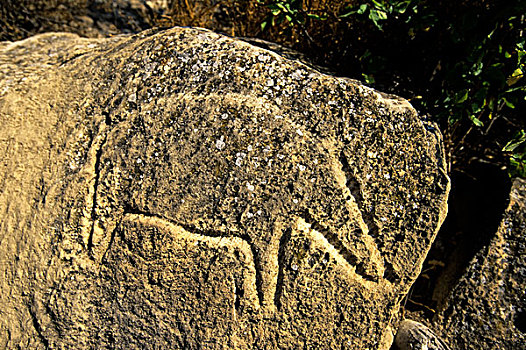 阿塞拜疆,戈布斯坦,地区,新石器时代,石头,绘画,猪