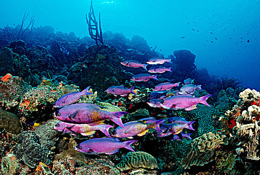 濑鱼,博奈尔岛,荷属列斯群岛,加勒比海