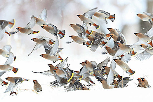 雪地里成群起飞的太平鸟