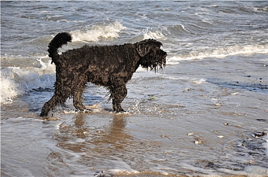 狗,海滩