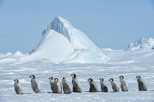 南极,威德尔海,雪丘岛,帝企鹅,生物群,群,走,迅速,冰