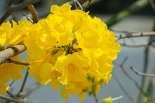 台湾春天的花季里漂亮的行道树是盛开的黄花风铃木