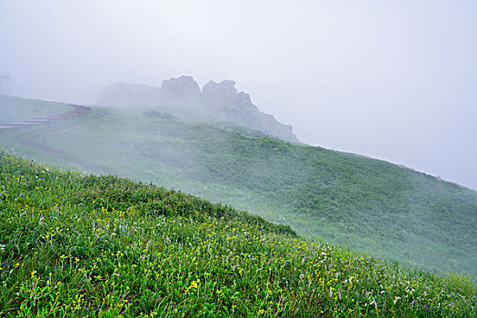 草原,牧场,高原,绿树,云雾