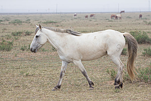 草原上的白马