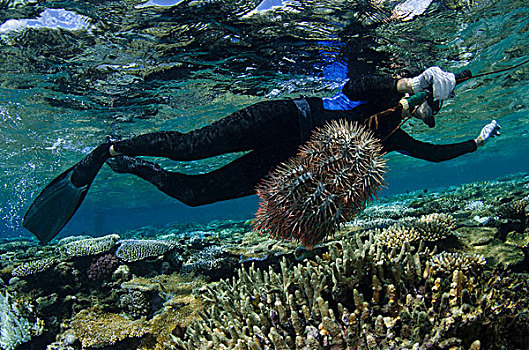 海星,控制,珊瑚,礁石,斐济