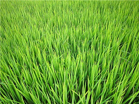 绿色,稻米