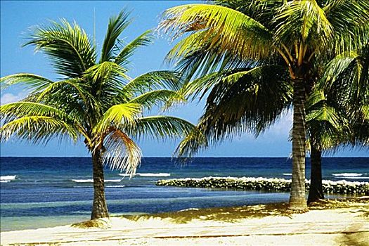 一个,男人,放松,海滩,半月,湾,胜地,牙买加