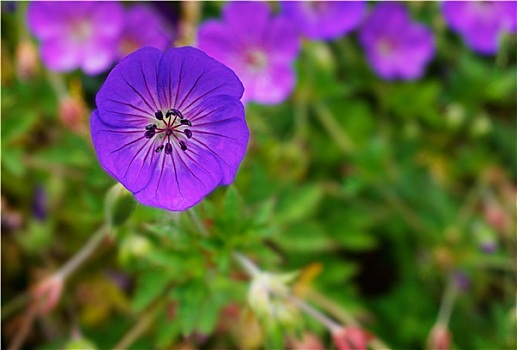 紫色,天竺葵