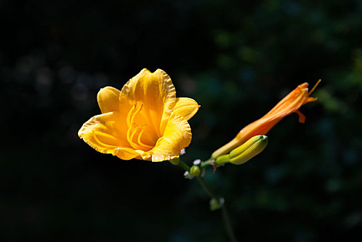 萱草黄花