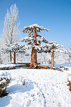 厚厚的白雪覆盖在巨大的松树上